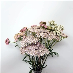 Yarrow - Light Pink