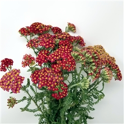 Yarrow - Red