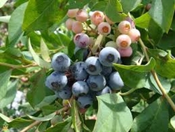 Blueberry - Brightwell Rabbiteye