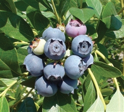 Blueberry - Star Southern Highbush