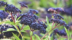 Elderberry (Sambucus canadensis)