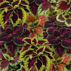 Coleus, Kong Series