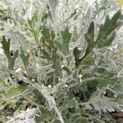 Dusty Miller 'Candicans'