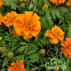 Marigold Janie Orange