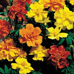 Marigold Safari Mix