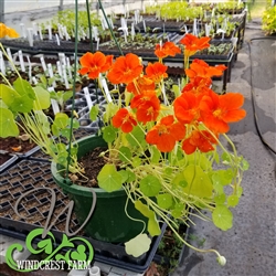 Nasturtium Hanging Basket