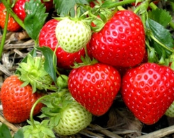 Organic Sweet Charlie Strawberry Plants