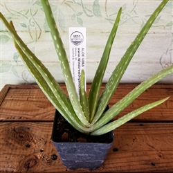 Certified Organic Herbs Aloe Vera