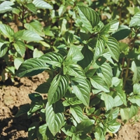 Certified  Organic Herbs Basil Sweet Thai