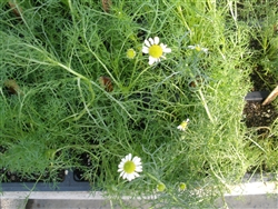 Certified  Organic Herbs Chamomile