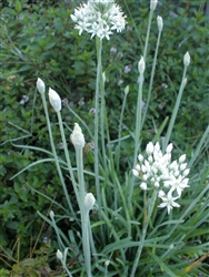 Certified  Organic Herbs Chives Garlic