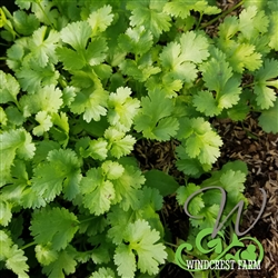 Certified  Organic Herbs Cilantro