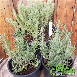 Certified Organic Herbs Folgate Lavender