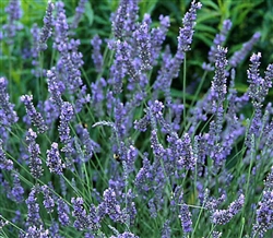 Certified Organic Herbs Grosso Lavender