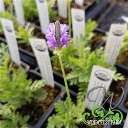 Certified Organic Herbs Pinnata Lavender