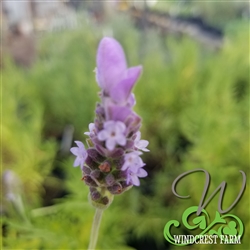 Certified  Organic Herbs Lavender Spanish