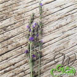 Certified  Organic Herbs Lavender Sweet