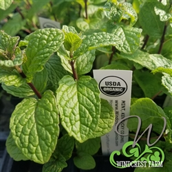 Certified  Organic Herbs Mint Kentucky Colonel