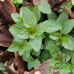 Certified  Organic Herbs Mint Lavender
