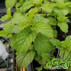 Certified  Organic Herbs Mint Mojito