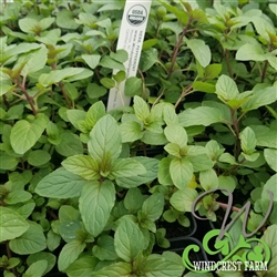 Certified  Organic Herbs Mint Peppermint