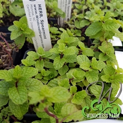Certified  Organic Herbs Mint Spearmint