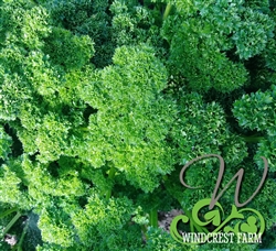 Certified  Organic Herbs Parsley Moss Curled