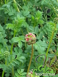 Certified  Organic Herbs Salad Burnet