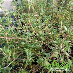 Certified  Organic Herbs Thyme English
