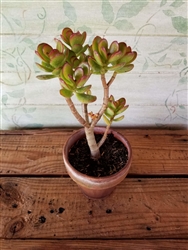 Jade Tree