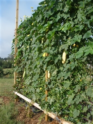 Luffa Sponge