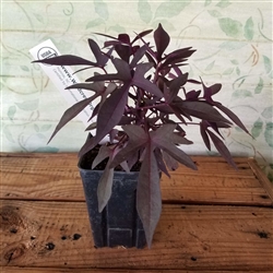 Sweet Potato Vine - Purple