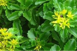 Sedum takesimense 'Gold Carpet'