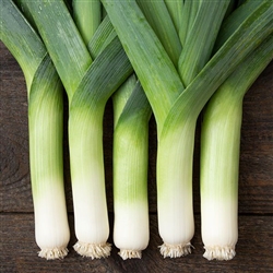 Lancelot Organic Leek Transplants