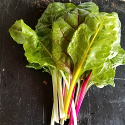 Chard, Rainbow Blend