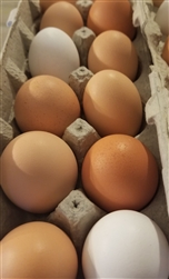 Local Provisions - Eggs - 1 dozen