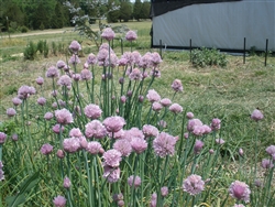 Certified  Organic Herbs Chives