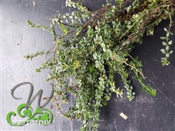 Organic English Thyme