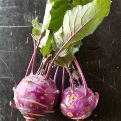 Certified  Organic Herbs Kohlrabi