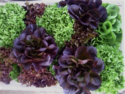 Lettuce Mix