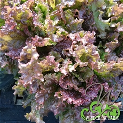 New Red Fire Lettuce