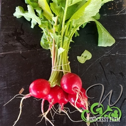 Certified  Organic Herbs Radish