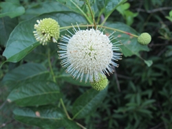 Button Bush (Cephalanthus occidentalis)