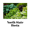 Hosta - Squash Casserole