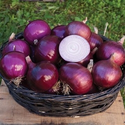 Certified Organic Cabernet Onion Transplants