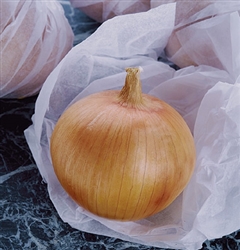 Certified Organic Candy (F1) Onion Transplants