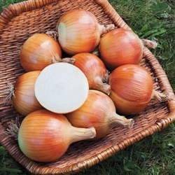 Yankee Organic Cabernet Onion Transplants