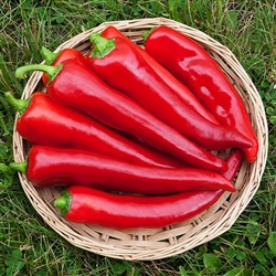 Corno Di Toro Red Italian Pepper