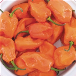 Magnum Orange Habanero Pepper