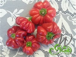 Pepper- Topepo-Rosso-Pimento